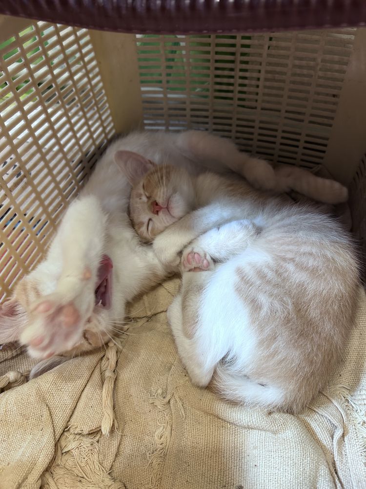 Котята мальчик и девочка
