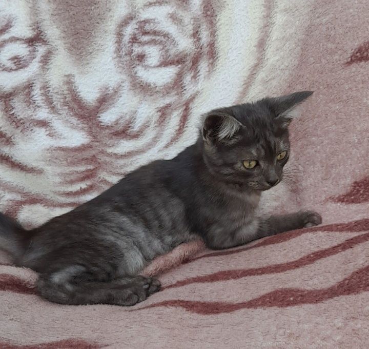 Кошенята в добрі руки
