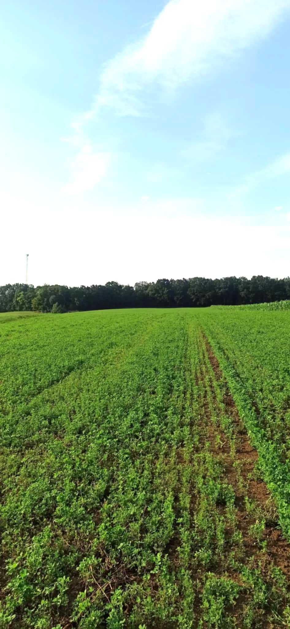 Działka w Zamku Bierzgłowskim 1,46 ha