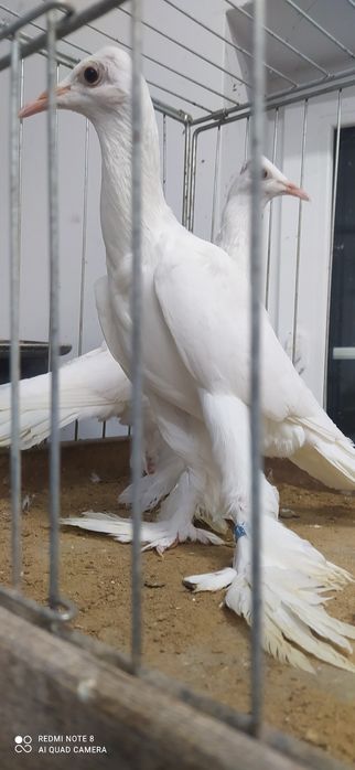 Bocian bociany samica