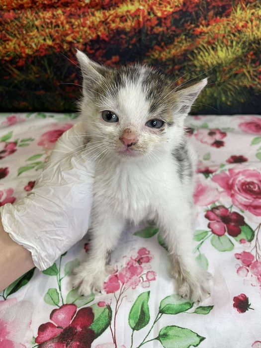 Tościk-kotek szuka domu