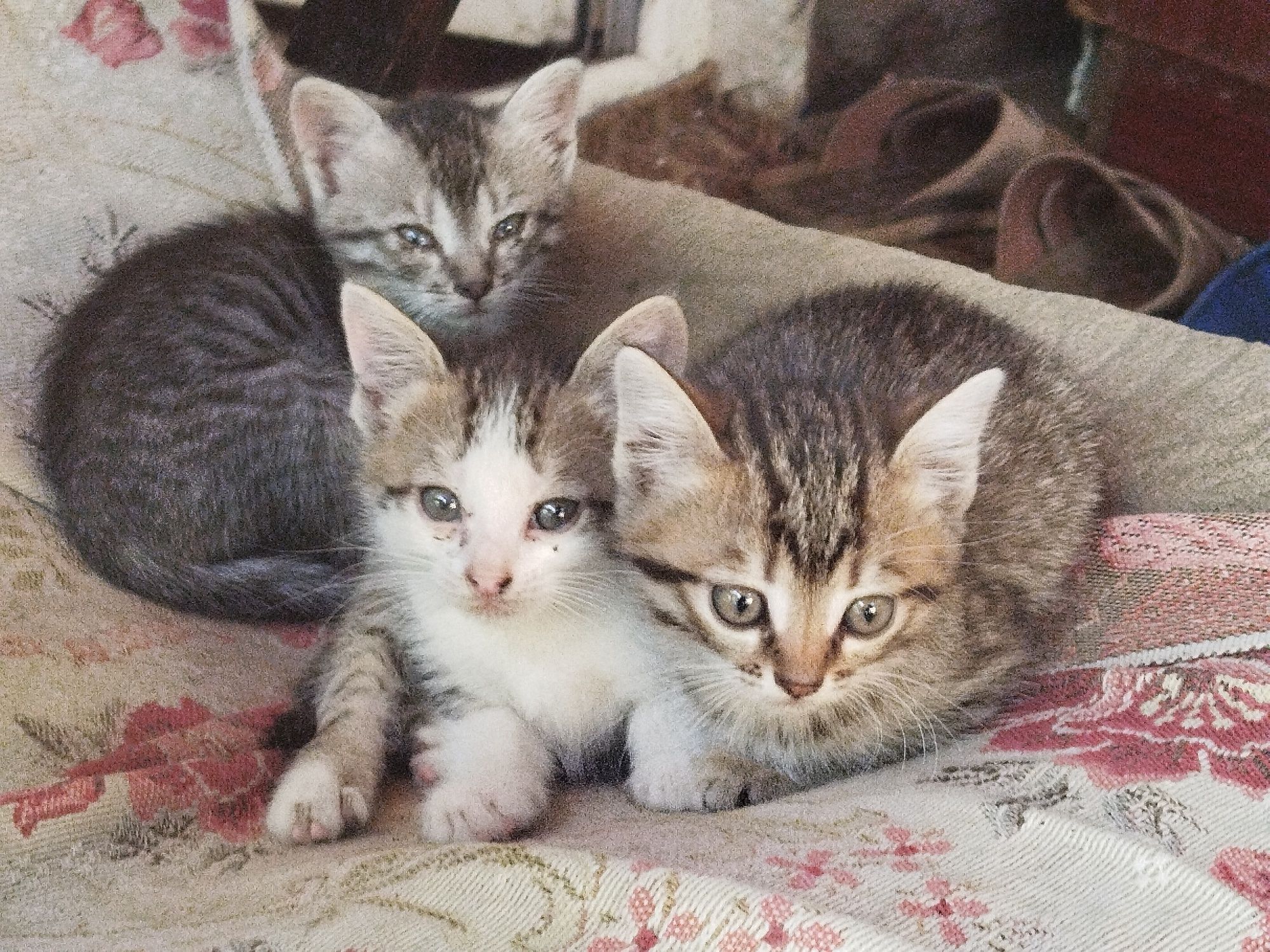 Віддам котика в добрі руки
