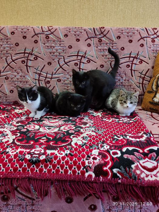 Віддам кошенят, котят