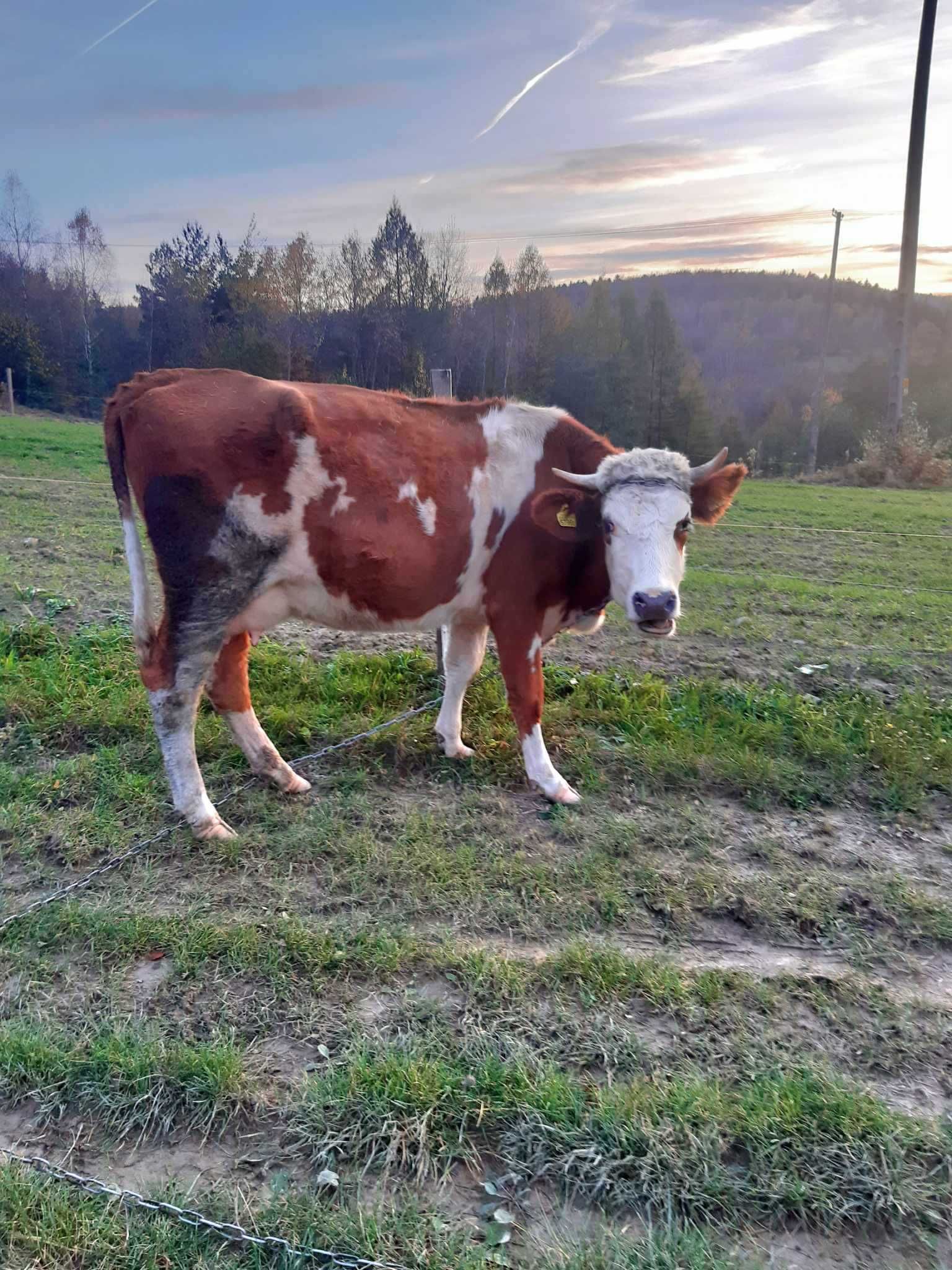 Krowa mleczna 9 letnia