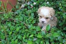 Maltipoo ,Śliczna Malutka Suczka