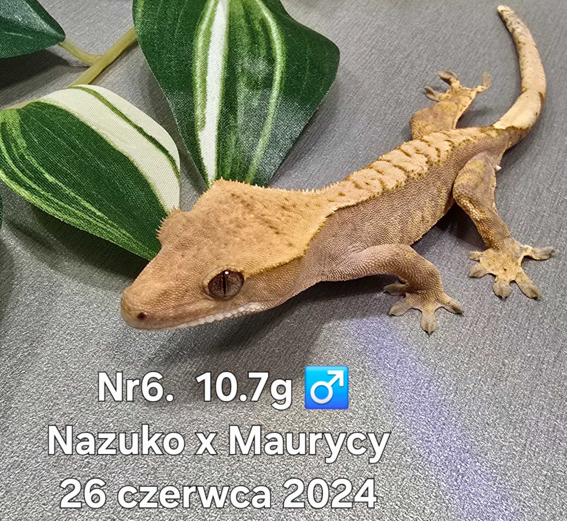 Gekon orzęsiony różne odmiany barwne Szczecin