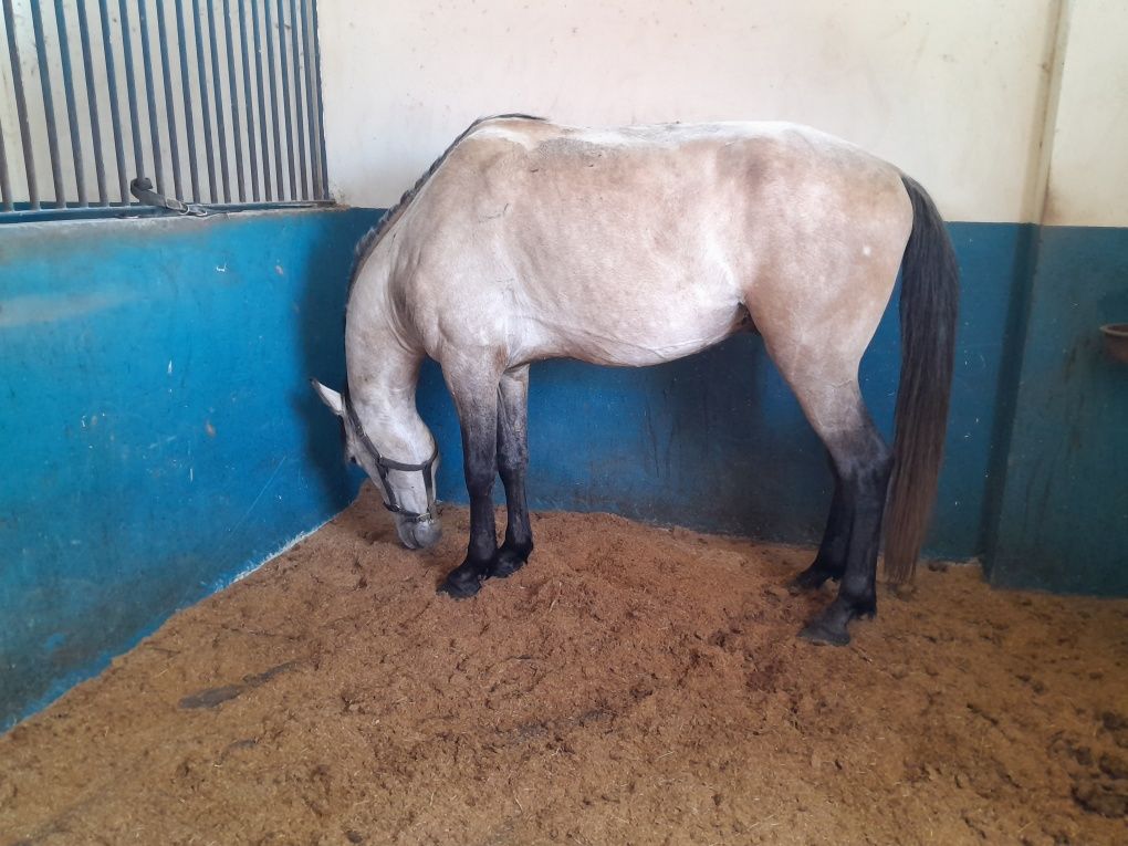 Poldro cruzado de 4 anos, filho de pai lusitano