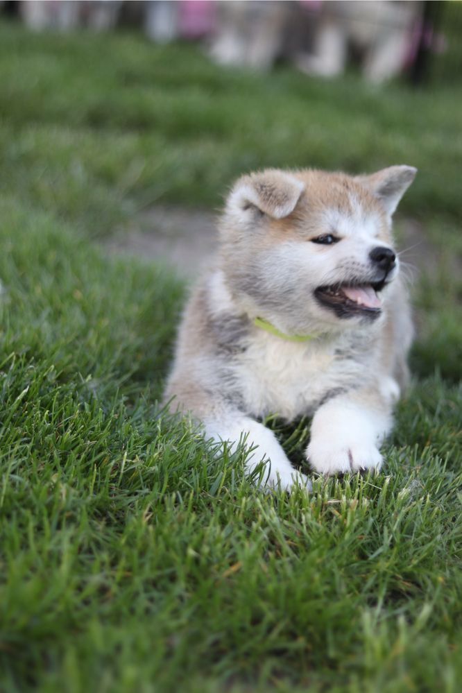 Akita Inu FCI/ZKwP