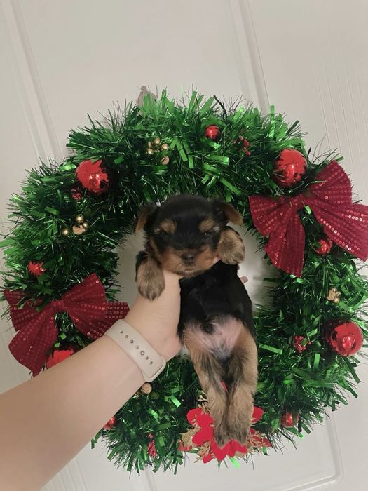 Бронювання останьгого хлопчика йоркширського тойтерєра