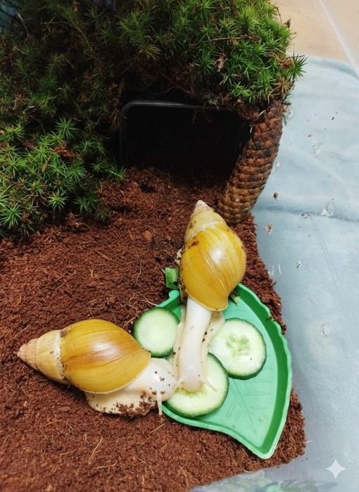 Dwa ślimaki afrykańskie