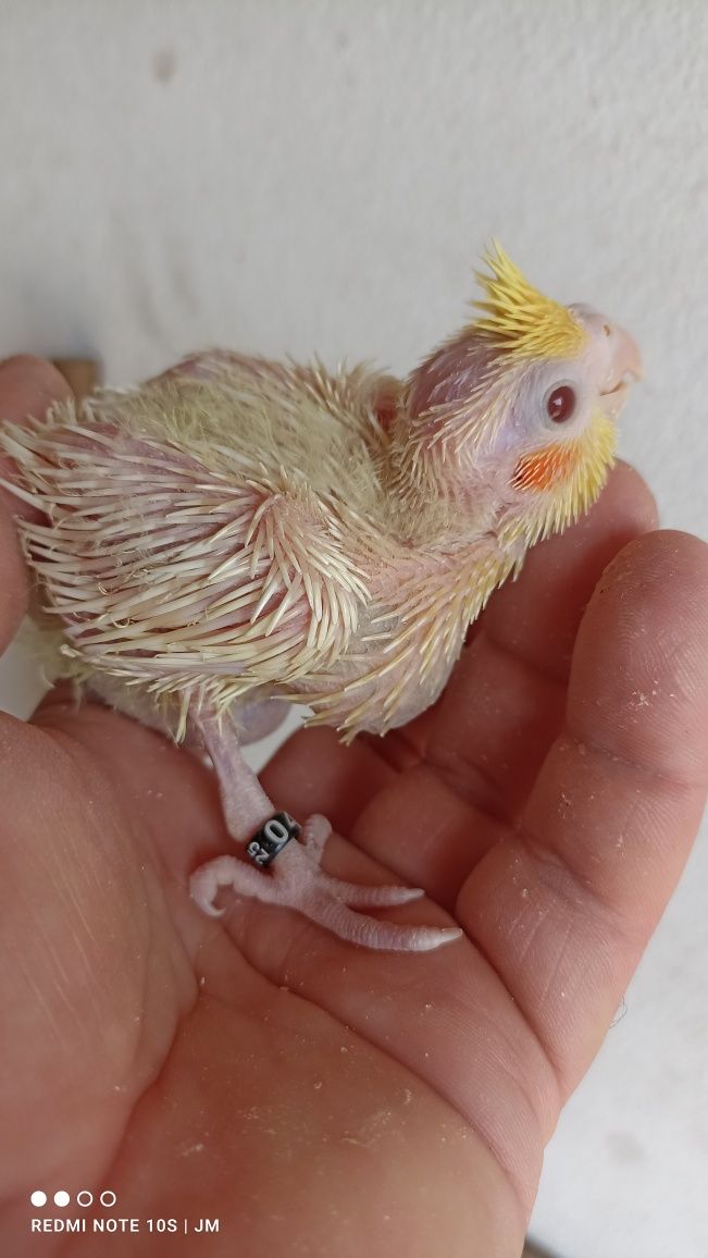 Caturras bebés para criar à mão