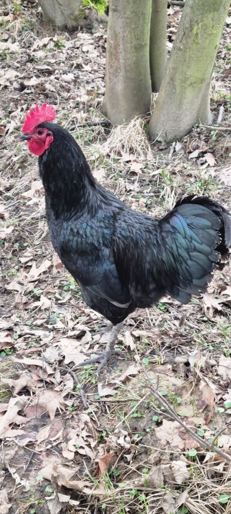 Kogut Australorp