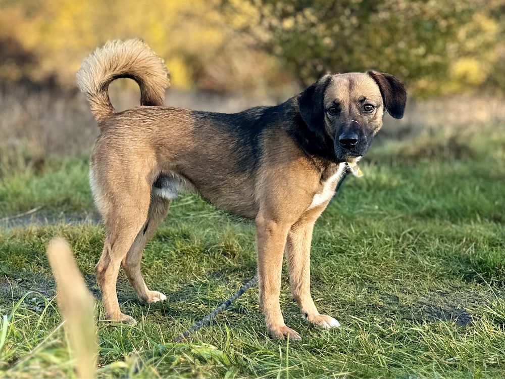 Ares - świetny pies do adopcji
