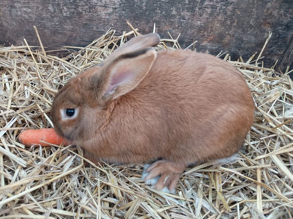 Młode Samice-królik