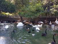 Casais de cisnes novos e adultos