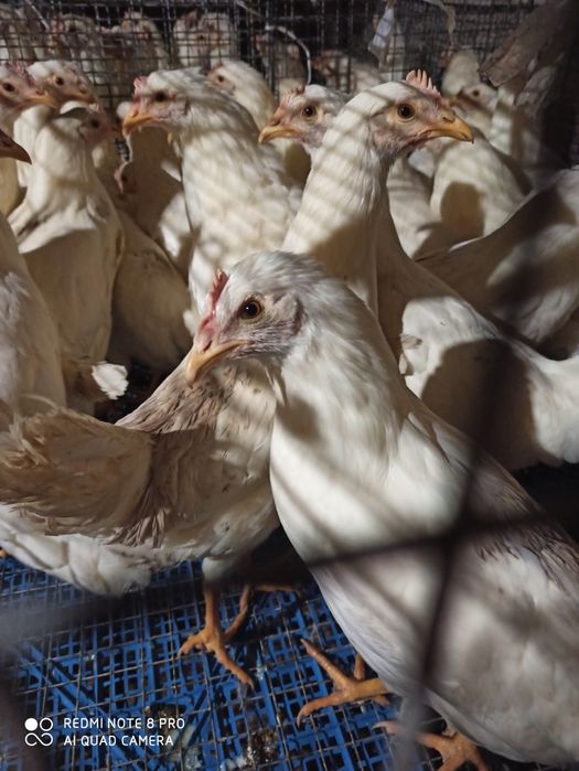 Продам білу МОЛОДУ курочку 4 місяця