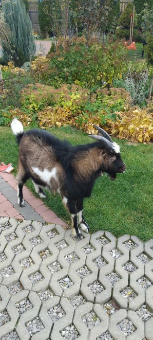 Młody koziołek, capek