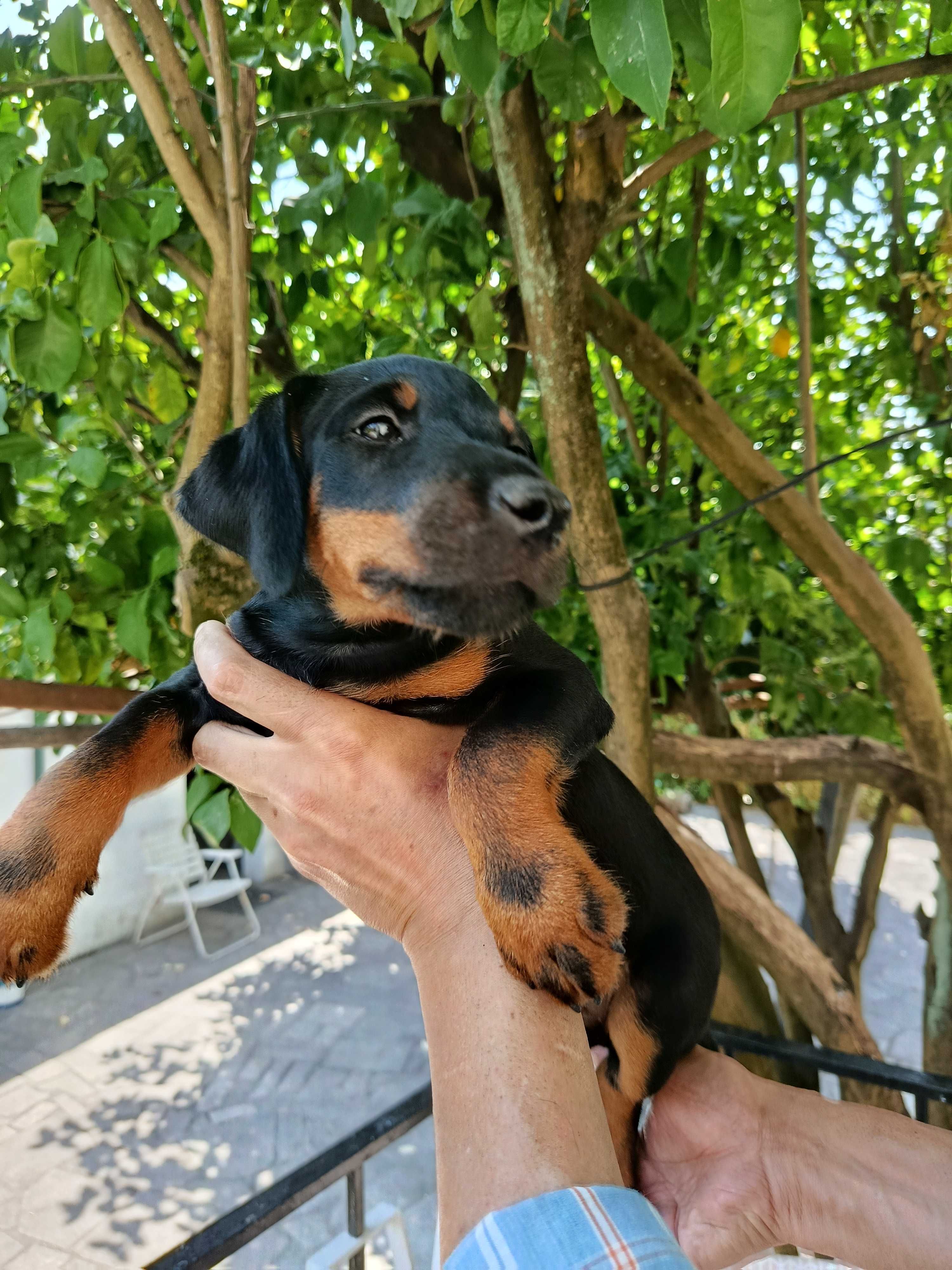 Cachorro Jagd Terrier