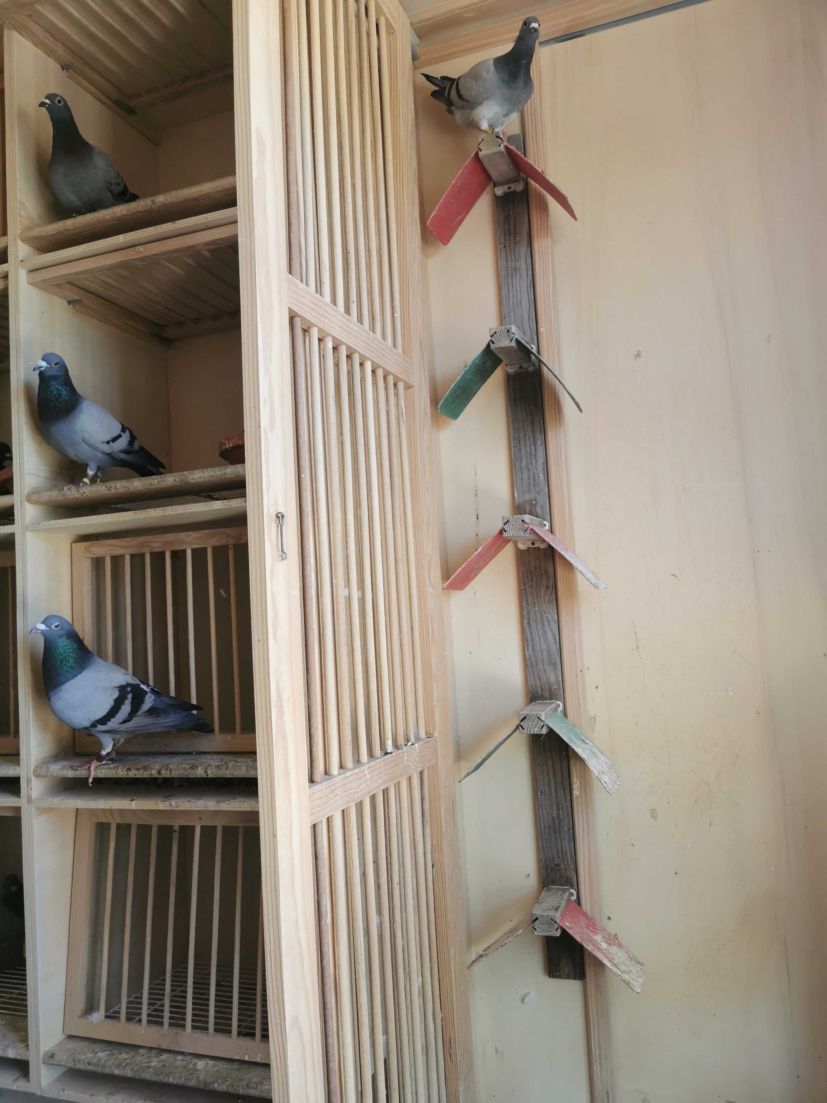 Ninhos Para pombos em módulos