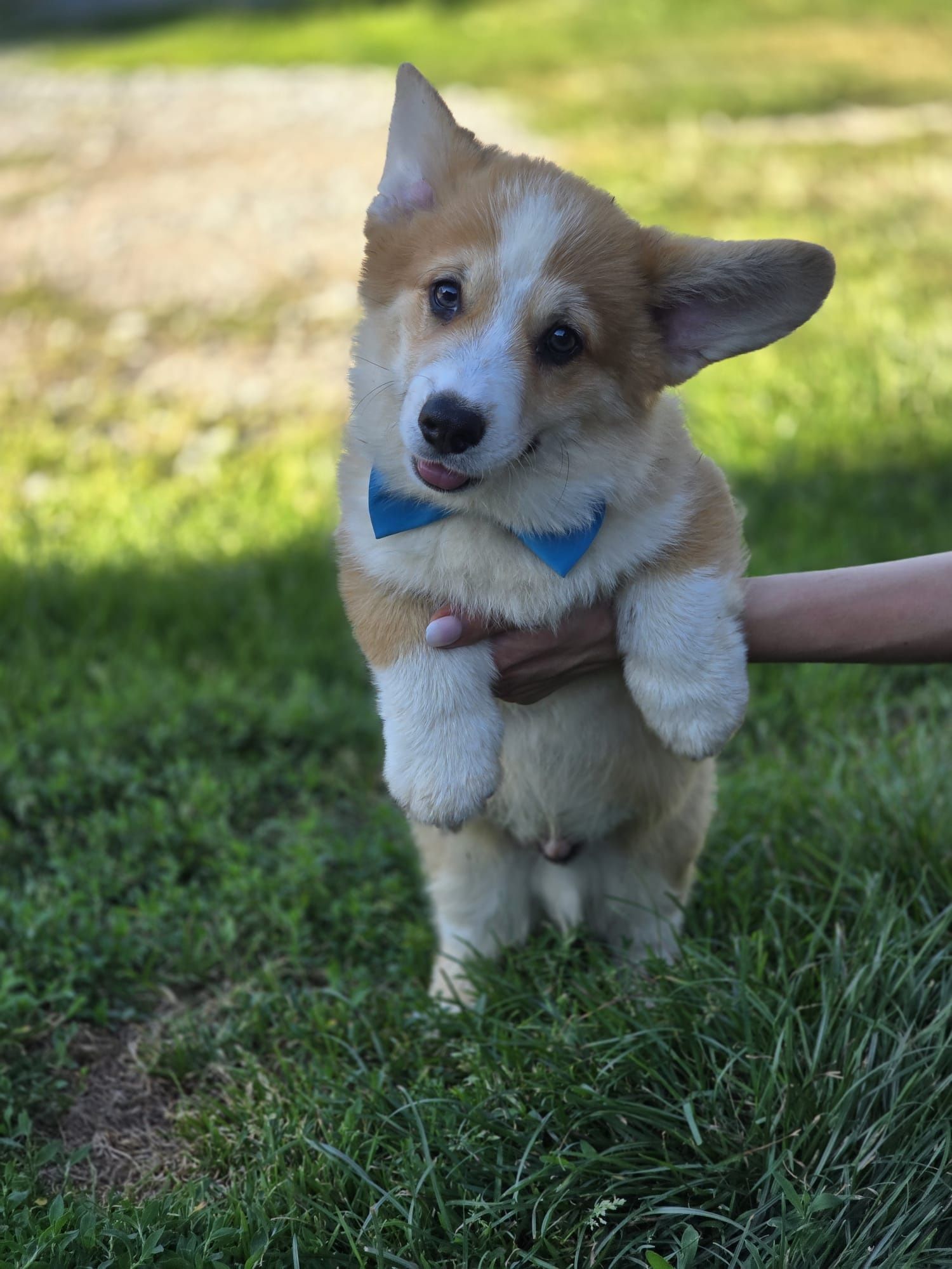 Welsh Corgi Pembroke piesek szczeniak do odbioru gotowy