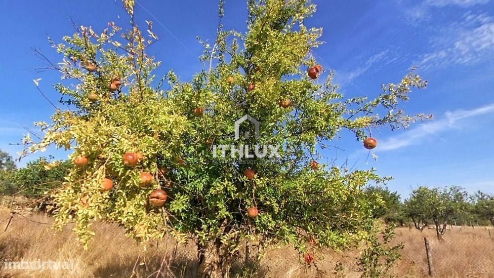 Quinta com 32.500 m2 em Elvas-Alentejo- Portugal