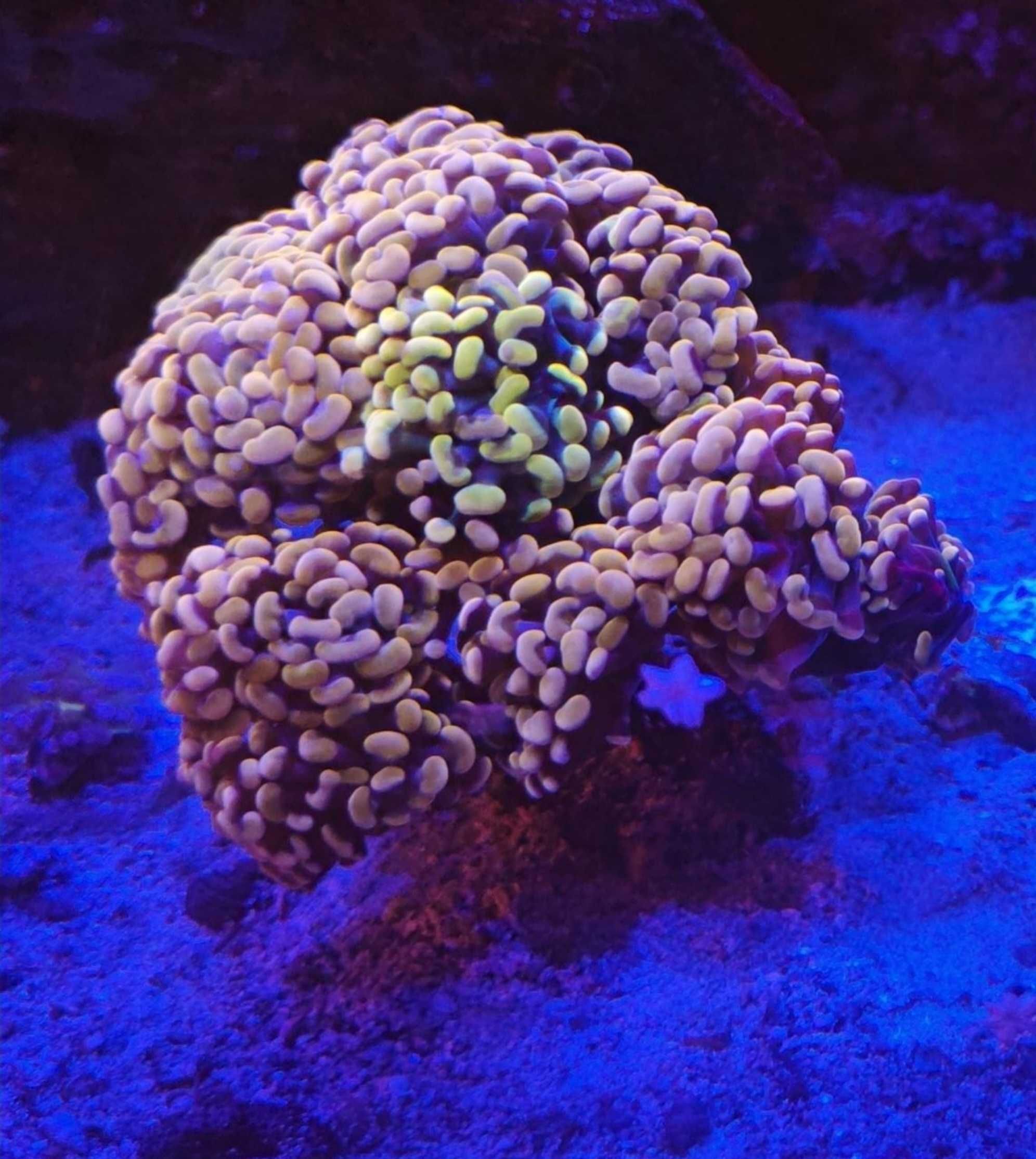 Euphyllia paraancora duże - 10+ główek akwarium morskie likwidacja