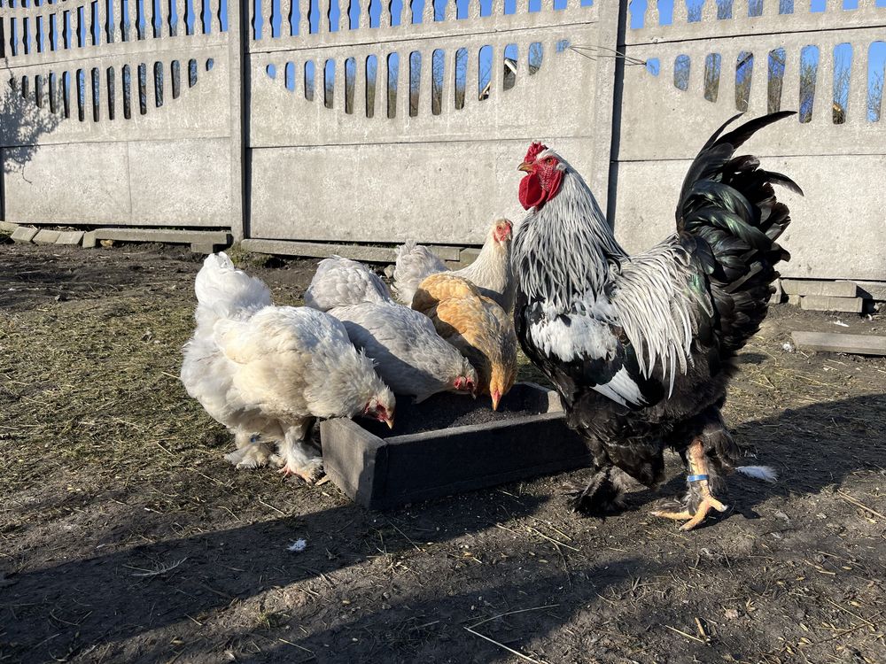 Młode koguty Brahma Olbrzymia