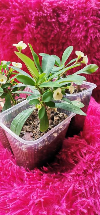 Wilczomlecz biały sadzonka