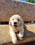 Цуценята  golden retriever