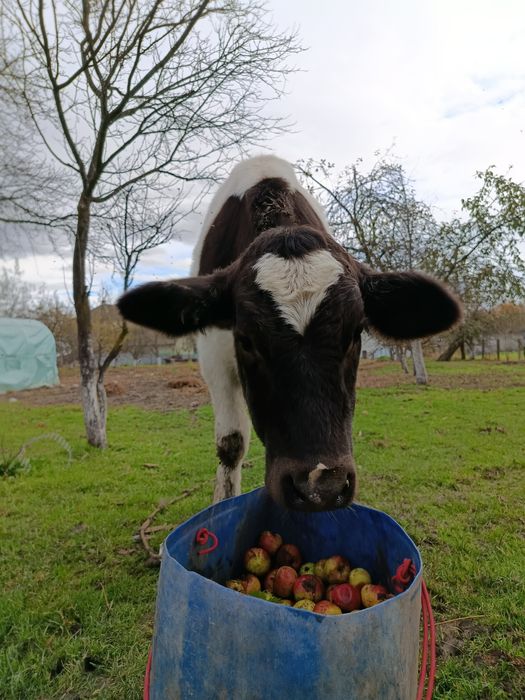 Продається теличка