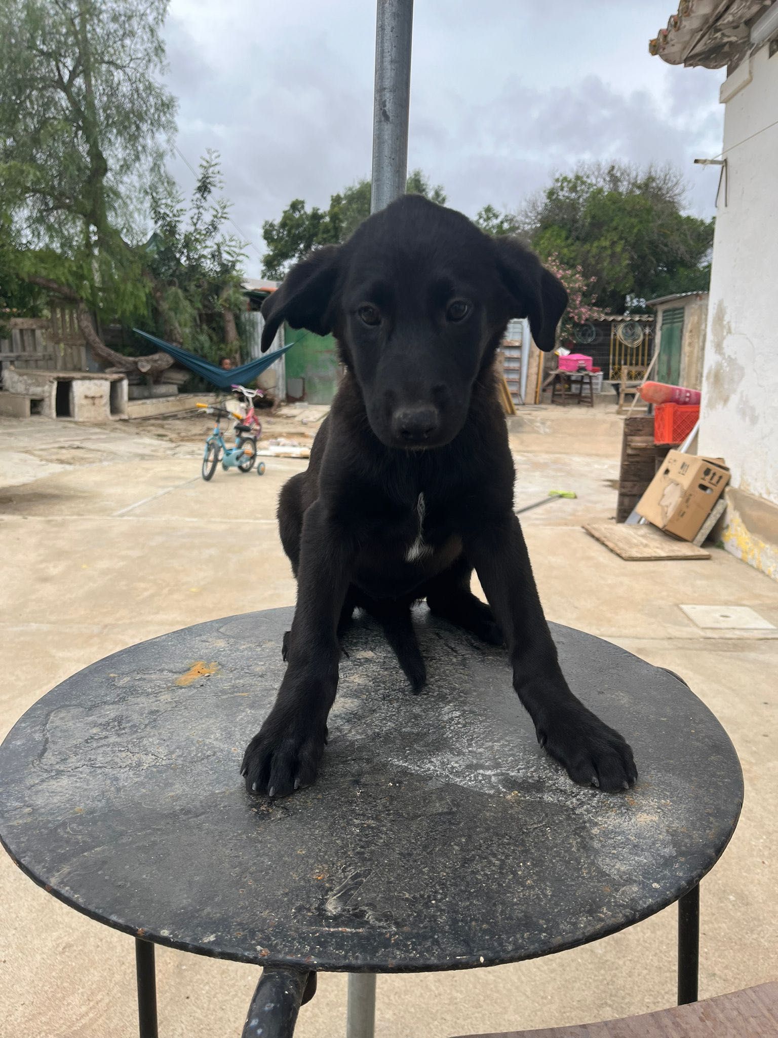 Cães 2 meses para adoção URGENTE