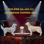 Szczeniak / piesek Champion Golden Retriever Związek Kynologiczny FCI