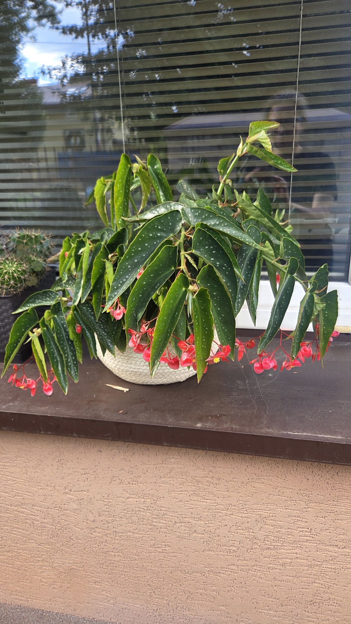 Begonia Tamaya Warszawa maculata