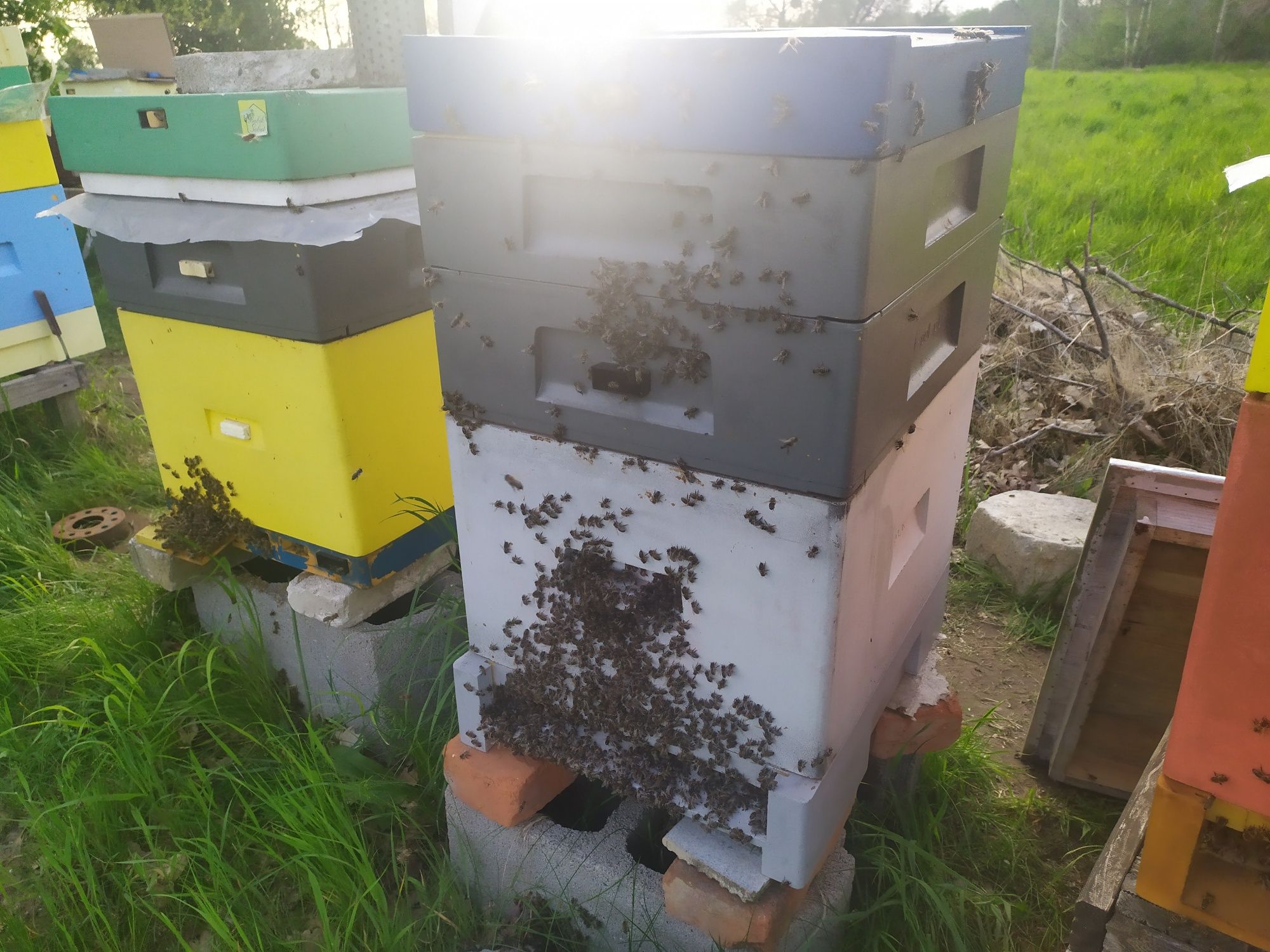 Odkłady dadant pszczoły