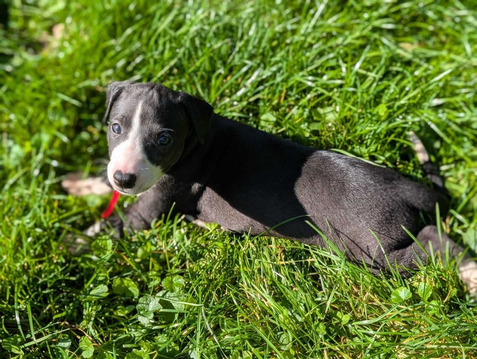 Whippet piesek ZKwP