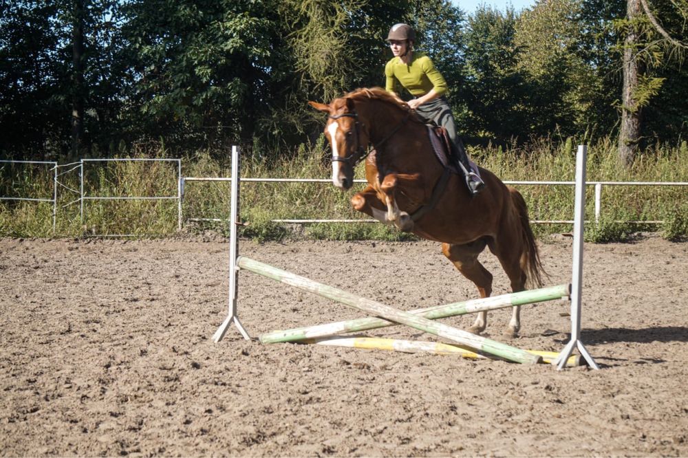 6-letnia kasztanowata klacz po Regiment-PP