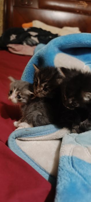 Отдам котят в хорошие руки.