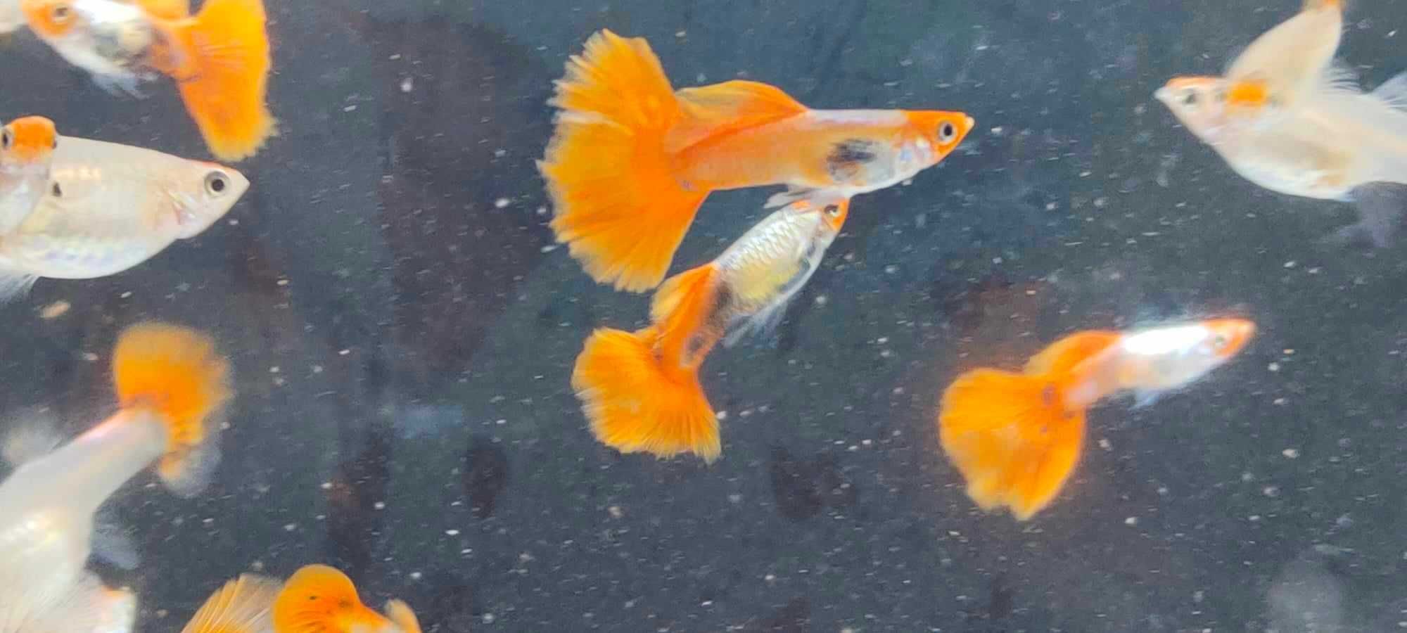 Gupik , gupiki koi platinum red tail