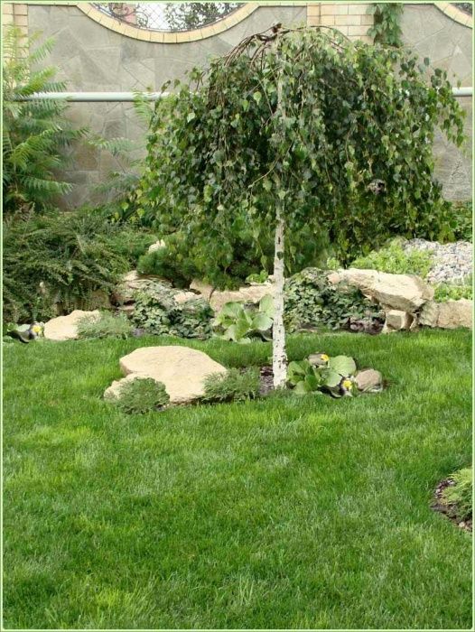 Продаю штамбовую березу плакучую (Юнги)