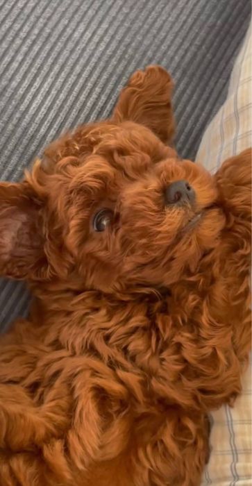 От 800€‼️Чистокровные элитные мальтипу мини в разных окрасах