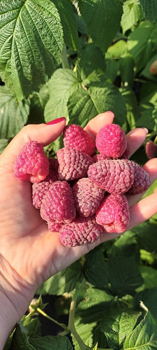 Продам Саджанці малини