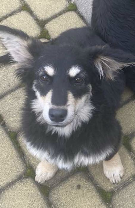 Собачки шукають сімью