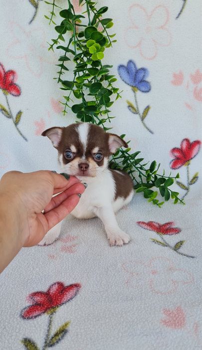Excelente mini chocolatinho Chihuahua/Chiuaua de Qualidade