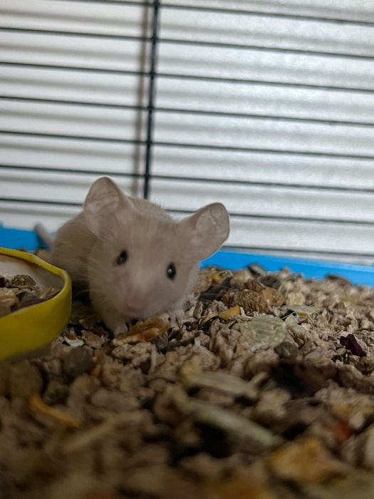 Myszki urodzone 3.10.2025