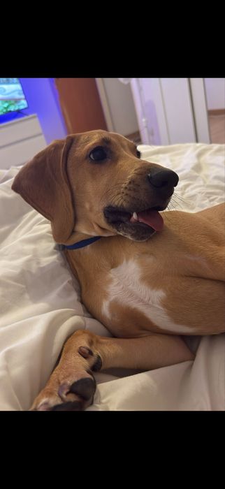 Beagle/Rafeiro 8 meses e com todas as vacinas em dias.