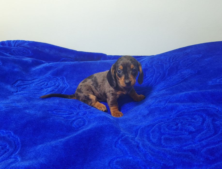 Jamnik Miniaturka Merle