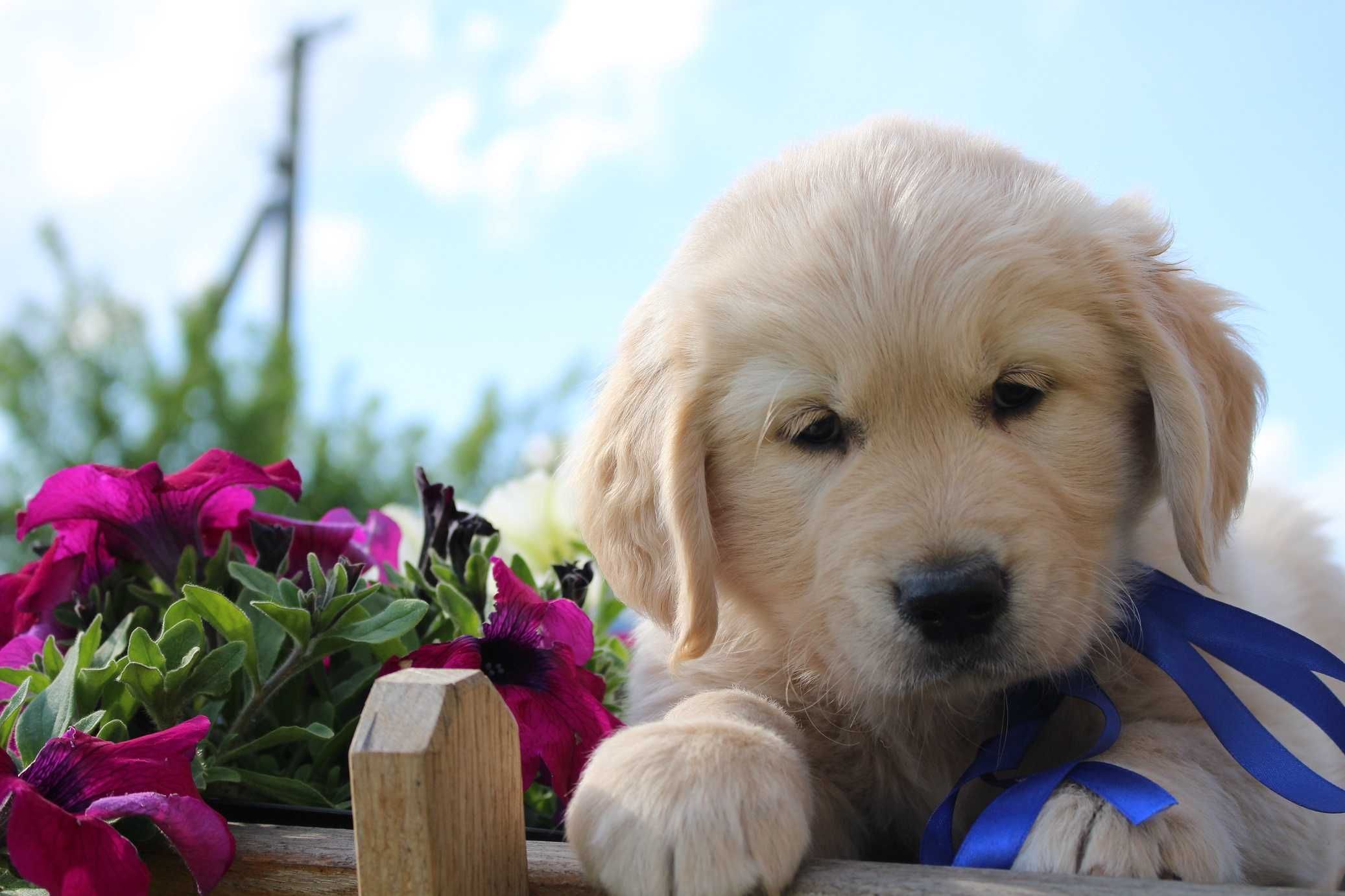 Golden retriever Zkwp gotowy do odbioru