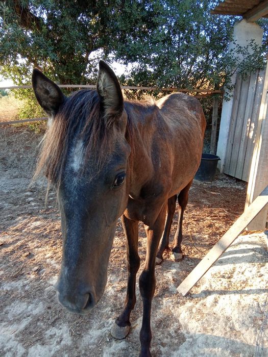 Cavalo vende se ou troca