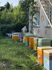 Продам бджіл. Бджолопакети. Відводки.