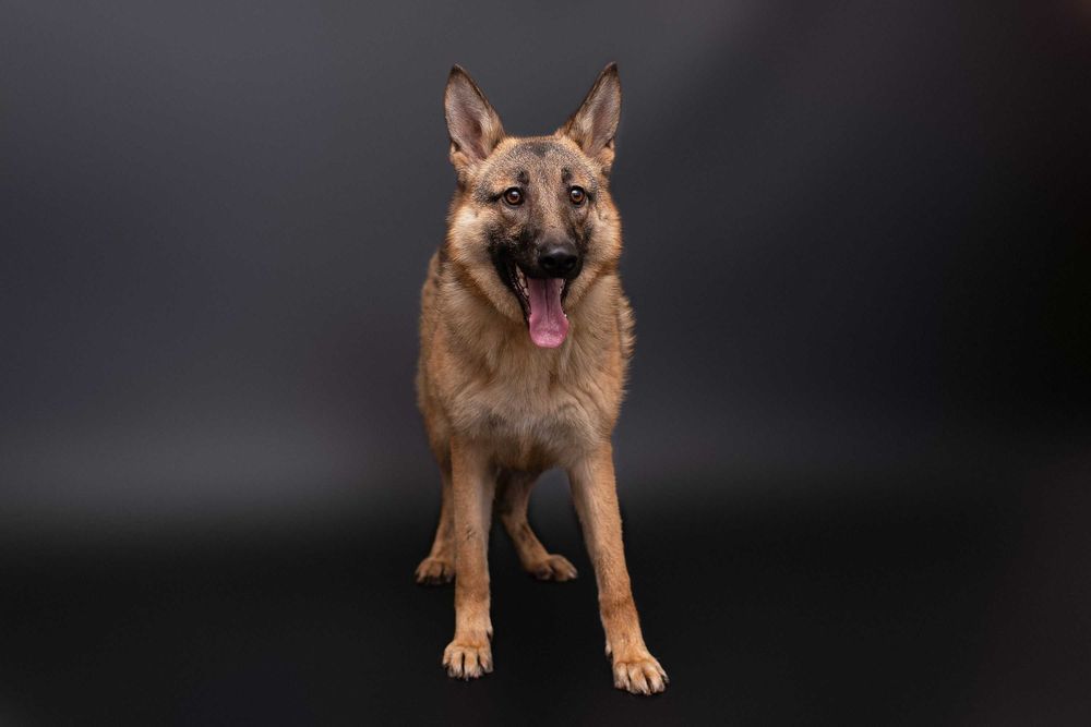 Віддам в добрі руки собаку дівчинку підлітка Леону.